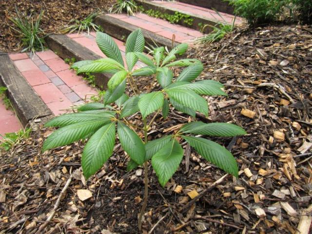 Aesculus pavia