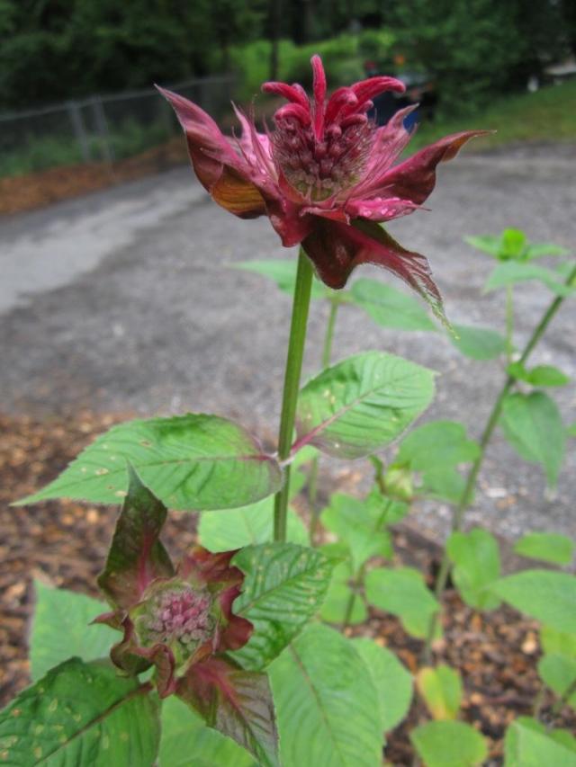 Monarda didyma