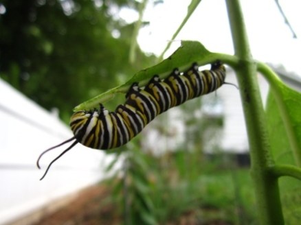 Monarch caterpillar