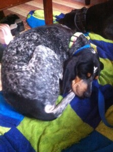 Betty loves a good nap.