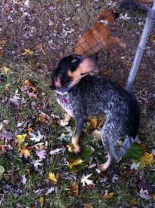 Betty loved to play with the neighbor's puppy.