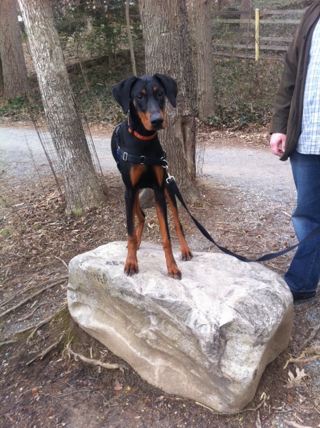 Harvey on a rock, 2011