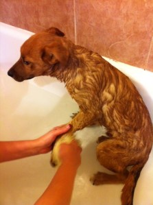 Rooney's first bath.