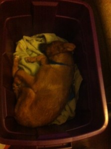 Rooney felt safe in a bucket during the first few days. Then he got brave enough to come out into the world.