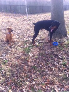 Rooney learns from Harvey.