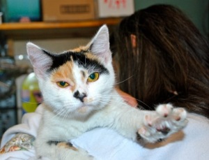 Julie and Julia, calico kitties needs fosters or adopters via Homeward Trails
