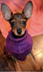 Firecracker, a Min Pin puppy is adoptable via Homeward Trails, currently in foster