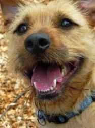 Speedy, a cute Terrier, is available for adoption via WARL