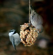 pine-cone-feeder