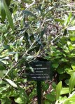 Olive (olea europaea)
