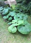 Giant butterbur (petasites japonicus)