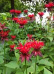 Bee balm (monarda didyma)