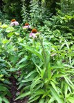 Echinacea (echinacea purpurea)