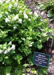 red root (ceanothus americanus)