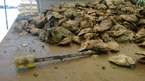 sustainable seafood - Choptank Oyster Co