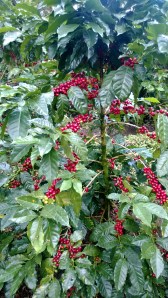 organic coffee - Nicaragua