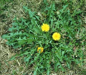 dandelions