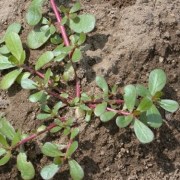 Purslane