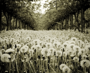 Screen Shot 2014-03-07 at 3.27.52 PM