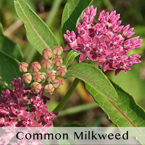 common_milkweed_caption