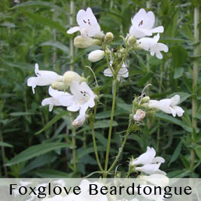 foxglove_beardtongue_caption