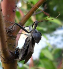 Pic04 wheel bug